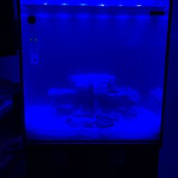 Kissena Aquarium - On a blue LED light.