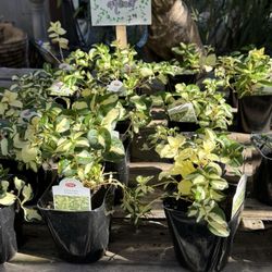 King's Nursery - Another invasive species with no indication of its extremely invasive nature.