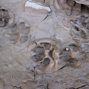 Arrow Canyon - Muddy footprints - Hiking Near Me