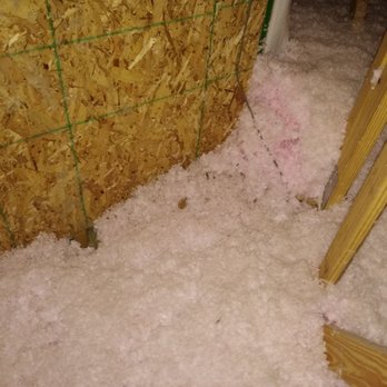 Platinum Wildlife Removal - Here is another picture of the poop in my attic. - Wildlife Control Near Me - Canton, Michigan