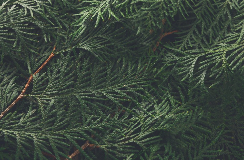 Evergreen Coaching and Counseling - grief counselor in Bloomington, IL