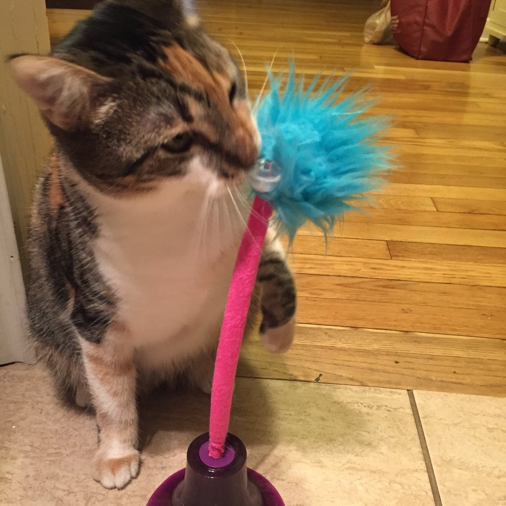 PetSmart - My cat enjoyed her new toy - Pet Groomers Near Me - San Antonio, Texas