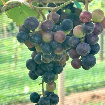 Doghobble Wine Farm - Wine Tasting Room Near Me - Dahlonega, Georgia