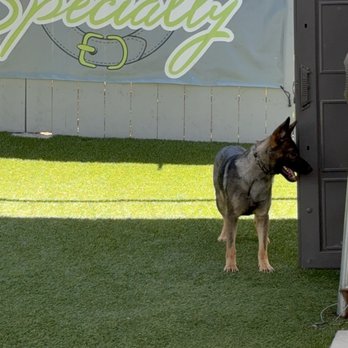 Specialty Dog Training - Pet Training Near Me - Oceanside, California