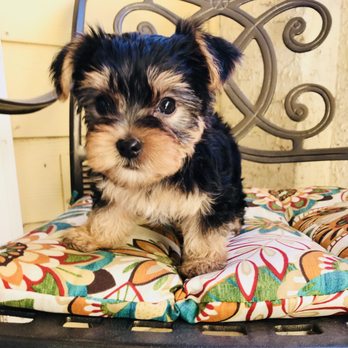 Emancipet - Veterinarians Near Me - Austin, Texas