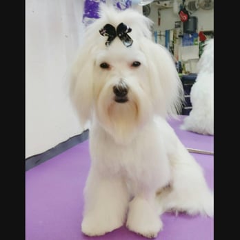 Pretty Pup & More - Pet Groomers Near Me - Rowlett, Texas Pretty Pup & More - Pet Groomers Near Me - Rowlett, Texas