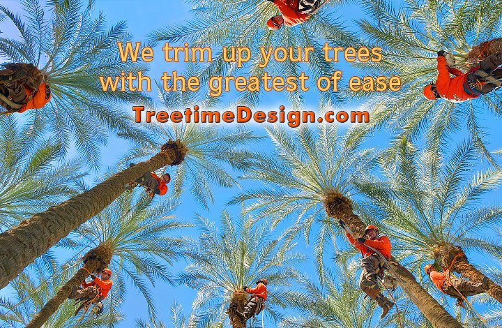 Treetime Design - tree service in Phoenix, AZ