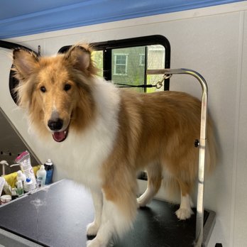 Bubbles Mobile Pet Spa - Gidget looks just like Lassie - Pet Groomers Near Me