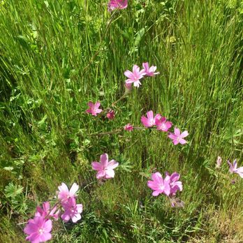 Mount Davidson Park - Flowers in bloom - Parks Near Me - San Francisco, California