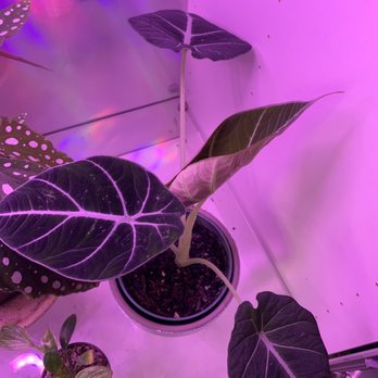 Nightshade - Alocasia Black Velvet - Tattoo Near Me - Seattle, Washington