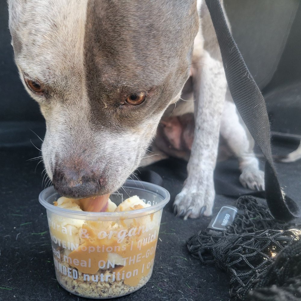 Shake Smart - Modified bowl for pup. - Juice Bars & Smoothies Near Me - Tucson, Arizona Shake Smart - Modified bowl for pup. - Juice Bars & Smoothies Near Me - Tucson, Arizona