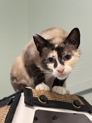 Orcas Animal Protection Society