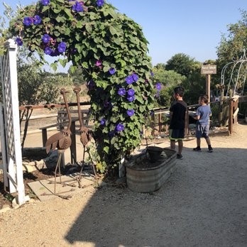 Ostrichland USA - Attraction Farms Near Me - Solvang, California Ostrichland USA - Attraction Farms Near Me - Solvang, California