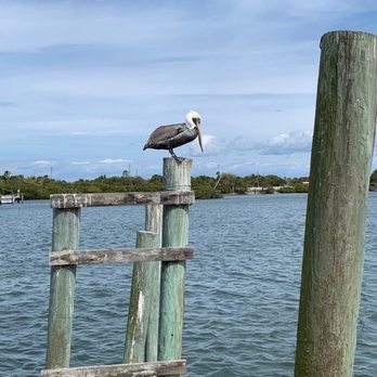 River Deck - pelican - Seafood Near Me - New Smyrna Beach, Florida