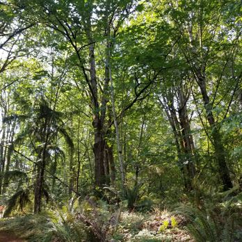 Bellevue Zip Tour - Beautiful trees, friendly staff, fun time! - Ziplining Near Me - Bellevue, Washington