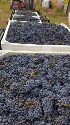 Shannon Faye Winery by null