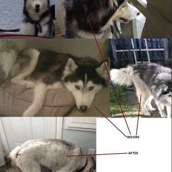 Precious Paws Grooming - $130.00 later my Husky is a poodle. - Pet Groomers Near Me - Los Angeles, California Precious Paws Grooming - $130.00 later my Husky is a poodle. - Pet Groomers Near Me - Los Angeles, California