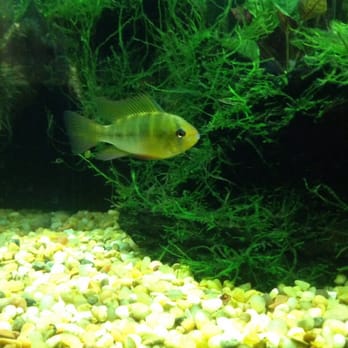 Franklin Pet Center - Blue ram beautiful fish - Pet Stores Near Me - Franklin Square, New York Franklin Pet Center - Blue ram beautiful fish - Pet Stores Near Me - Franklin Square, New York
