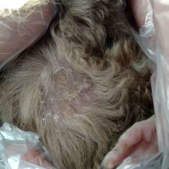 Pet Supplies Plus Glen Ellyn - Bad ringworm - Pet Stores Near Me - Glen Ellyn, Illinois