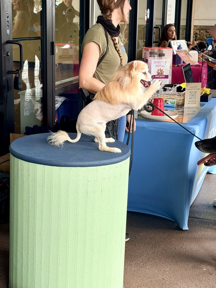 Pet Evolution Image