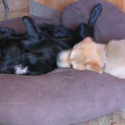 Dream Dog Academy