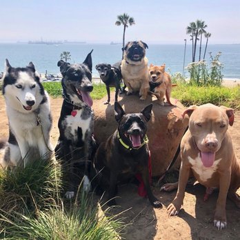 Calm Canine - Dog Walkers Near Me - Long Beach, California Calm Canine - Dog Walkers Near Me - Long Beach, California