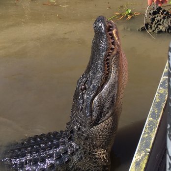 Airboat Adventures - Boat Tours Near Me - Lafitte, Louisiana Airboat Adventures - Boat Tours Near Me - Lafitte, Louisiana