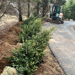 In the process of placing a live privacy border along side a driveway