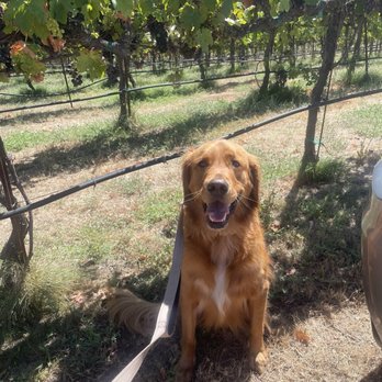 Rancho Roble Vineyards - Wineries Near Me - Lincoln, California Rancho Roble Vineyards - Wineries Near Me - Lincoln, California