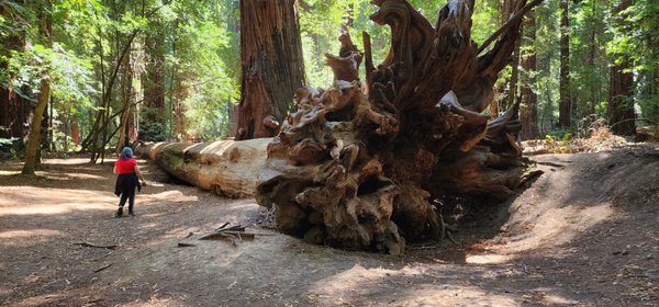 Hendy Woods State Park by null
