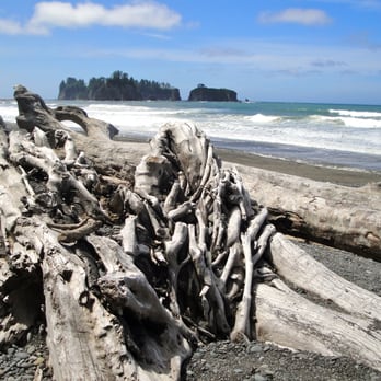 Rialto Beach - lots of old "blow downs" - Hiking Near Me Rialto Beach - lots of old "blow downs" - Hiking Near Me