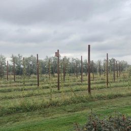 Growing the hops