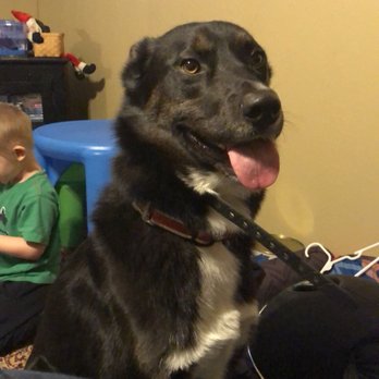 Canine Tutors - Pet Training Near Me