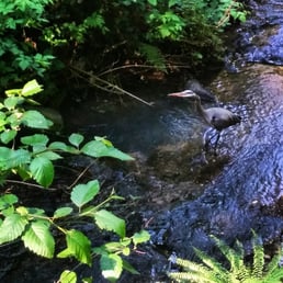 Great blue heron waking though the stream.