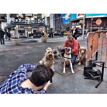 City Dog Pack - Dog Walkers Near Me City Dog Pack - Dog Walkers Near Me