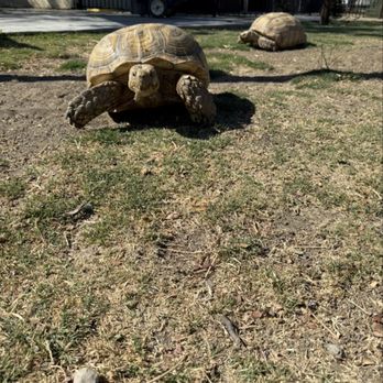 Tortoise Sanctuary Of Tracy - Tank and Tonka. 100 pound tortoises - Attraction Farms Near Me - Tracy, California Tortoise Sanctuary Of Tracy - Tank and Tonka. 100 pound tortoises - Attraction Farms Near Me - Tracy, California