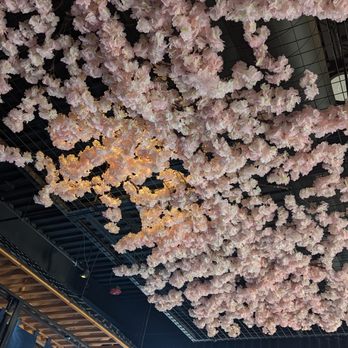 Iso Iso Ramen & Boba - Lovely cherry blossom cieling - Ramen Near Me - High Point, North Carolina Iso Iso Ramen & Boba - Lovely cherry blossom cieling - Ramen Near Me - High Point, North Carolina
