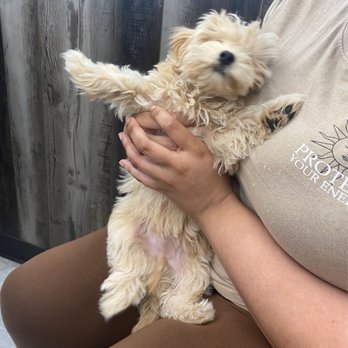 Petland Largo - Hi, Rexx - Pet Stores Near Me - Largo, Florida