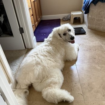 Bowie Barker Livermore - Boomer lounging at home - Pet Groomers Near Me - Livermore, California