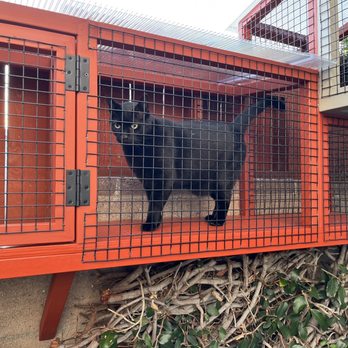Catio Guy - Pet Services Near Me Catio Guy - Pet Services Near Me
