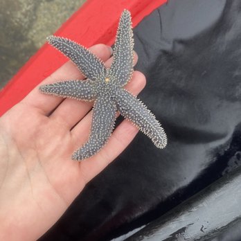 Maine State Sea Kayak - Rafting/Kayaking Near Me - Bar Harbor, Maine