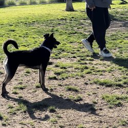 Manteca Dog Park - Raven and a friend at Manteca Dog Park