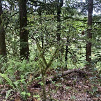 Oxbow Regional Park - Forest - Parks Near Me - Gresham, Oregon