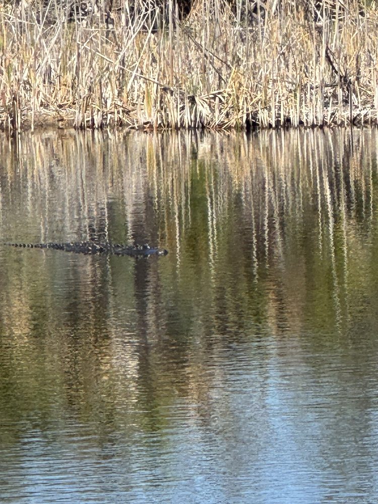 Alligator Creek Preserve Image