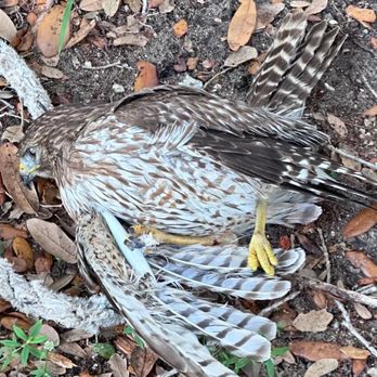 Save Our Seabirds - Red shoulder hawk that was tangled in a hook. It was released where it was found. - Animal Shelters Near Me - Sarasota, Florida Save Our Seabirds - Red shoulder hawk that was tangled in a hook. It was released where it was found. - Animal Shelters Near Me - Sarasota, Florida