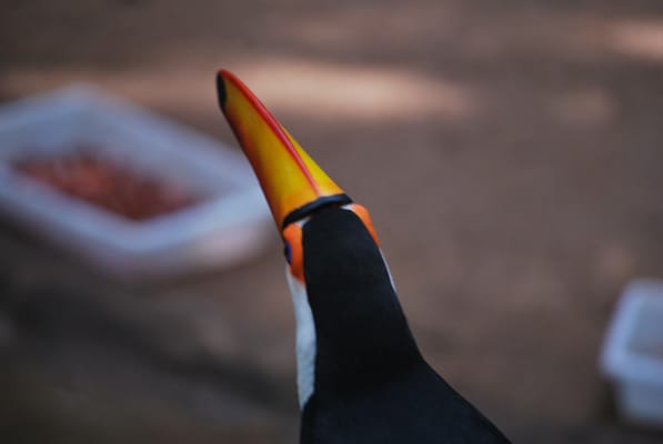 Parque das Aves by null