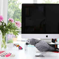 Franchi Design Studio