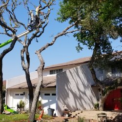 Dan's VIP Tree Service