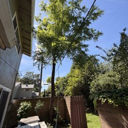 A J Tree Service - Removing a tree in a tight space, that's no problem for us