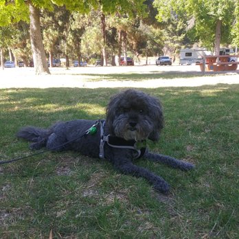 The Bowhaus Pet Company - Enjoying the park with a fresh cut - Pet Groomers Near Me - Pasadena, California The Bowhaus Pet Company - Enjoying the park with a fresh cut - Pet Groomers Near Me - Pasadena, California